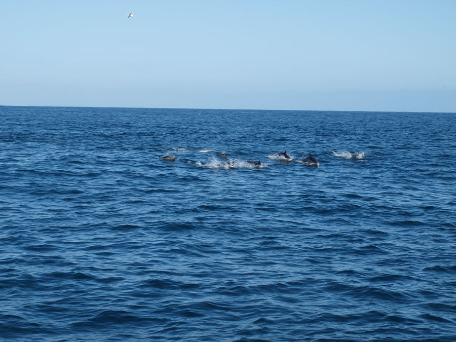 Delfinschule beim Whale Whatching
