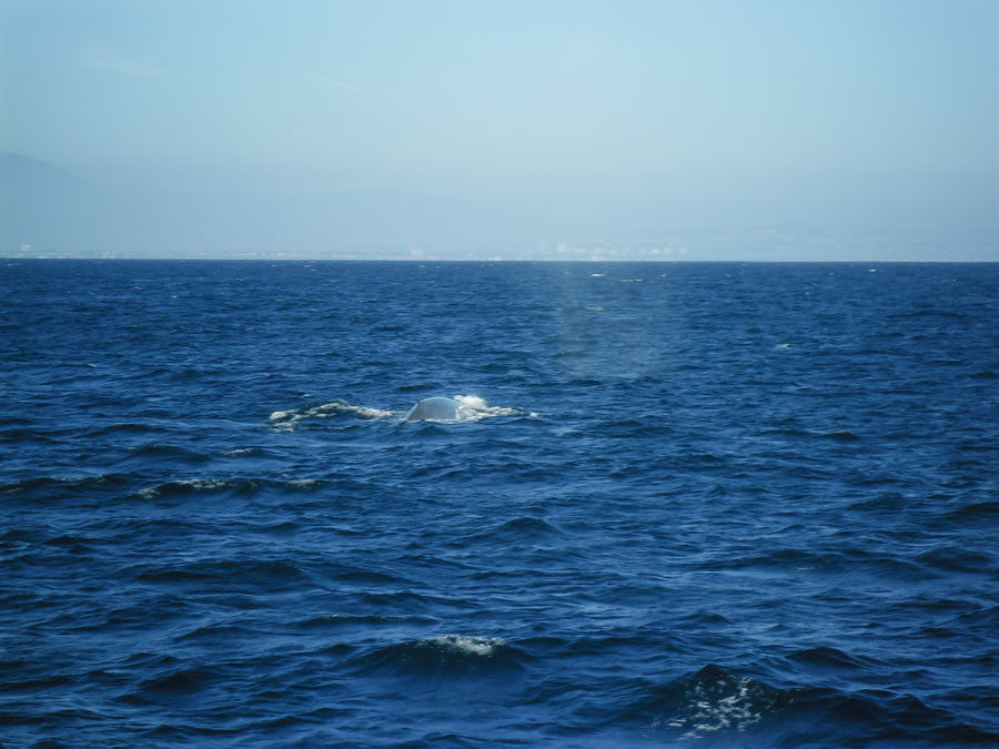 Blauwal beim Whale Watching