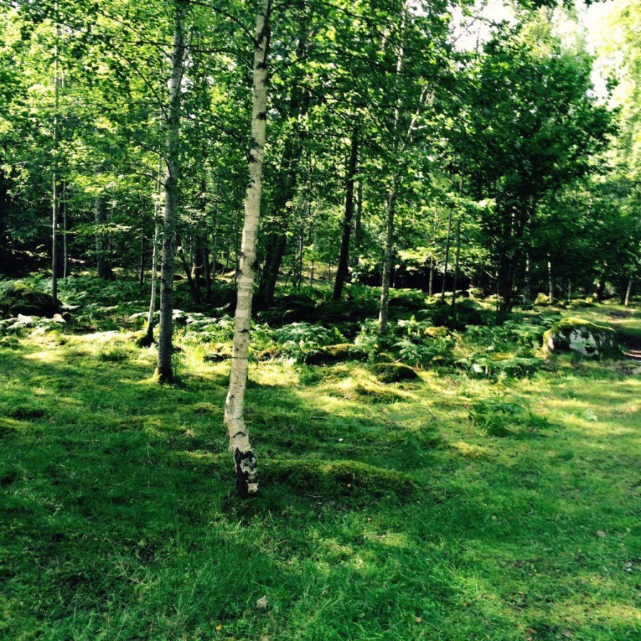Der schwedische Wald