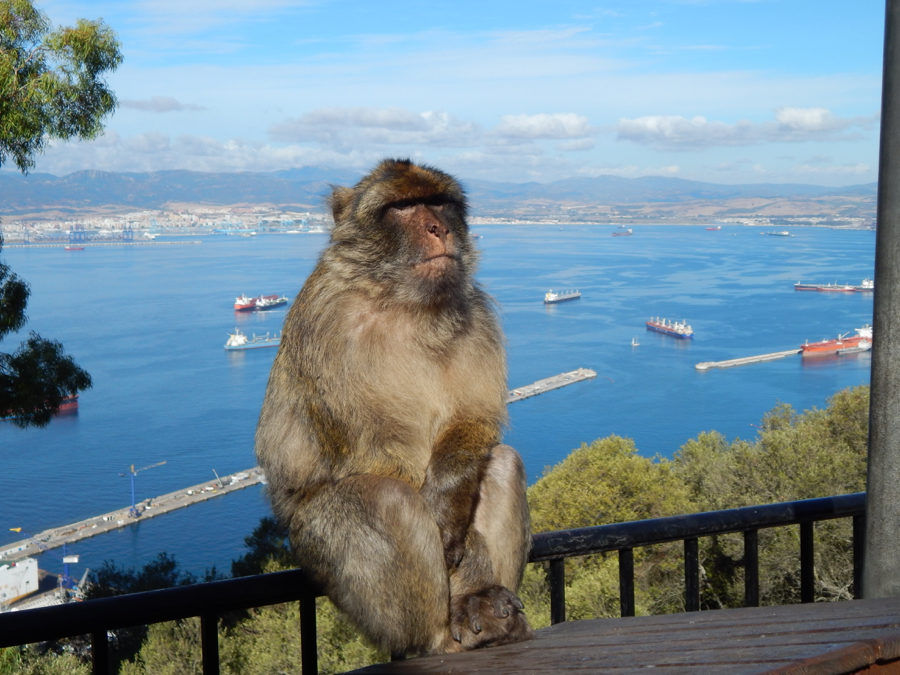 Gibraltar Kurzreise - freche Affen