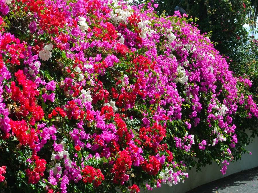 Puerto de la Cruz Tipps - Jardin Botanico