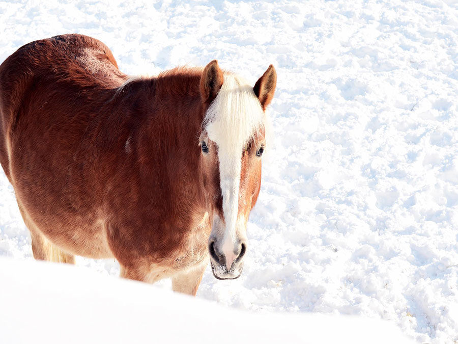Winterurlaub in Österreich - Haflinger für den Schlitten