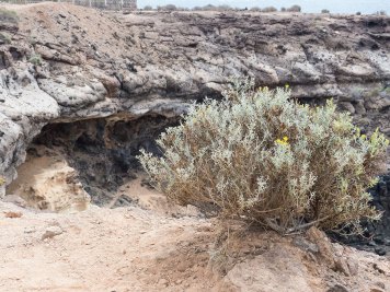 Teneriffa Urlaub - Büsche wachsen wild auf den Klippen