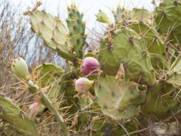 Teneriffa Urlaub. Die einzigen Blüten sind die von Kaktuspflanzen