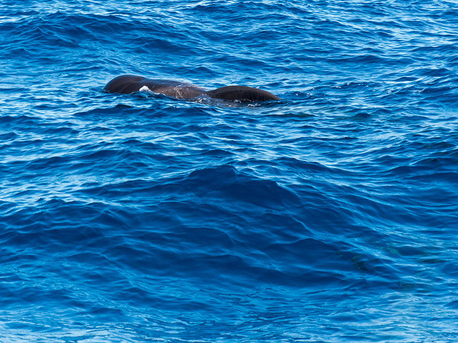 Rückblick 2017 - Whale Watching Teneriffa