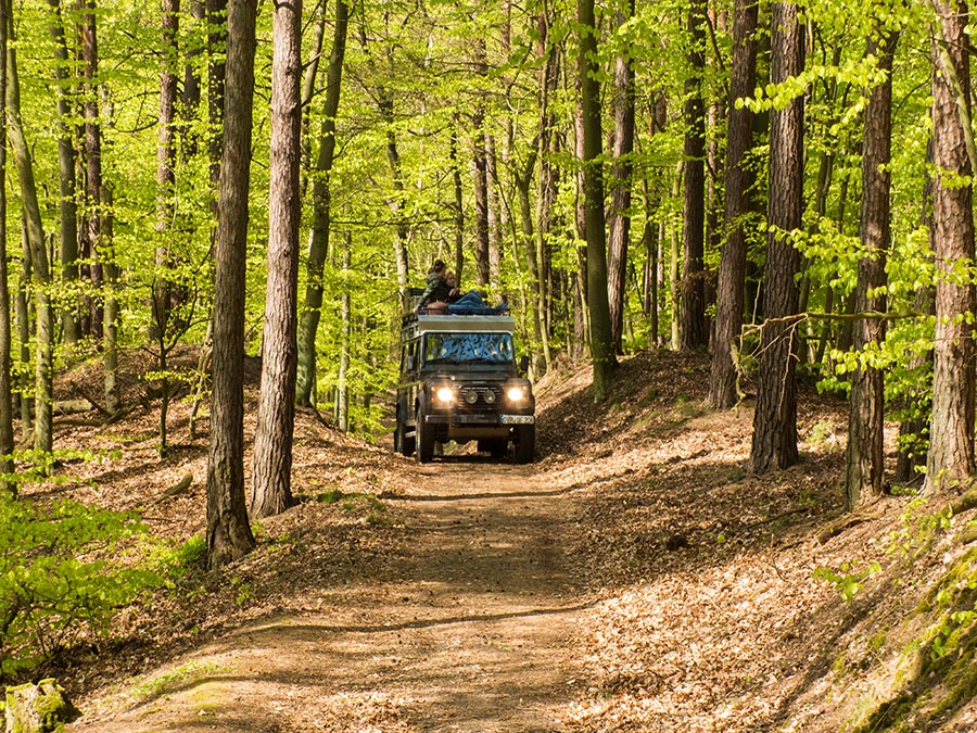 Inselsafari Fahrt im Wald