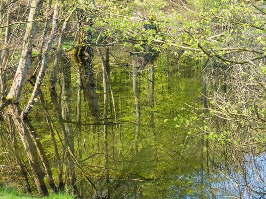 Inselsafari - Wasserspiegelung der Bäume
