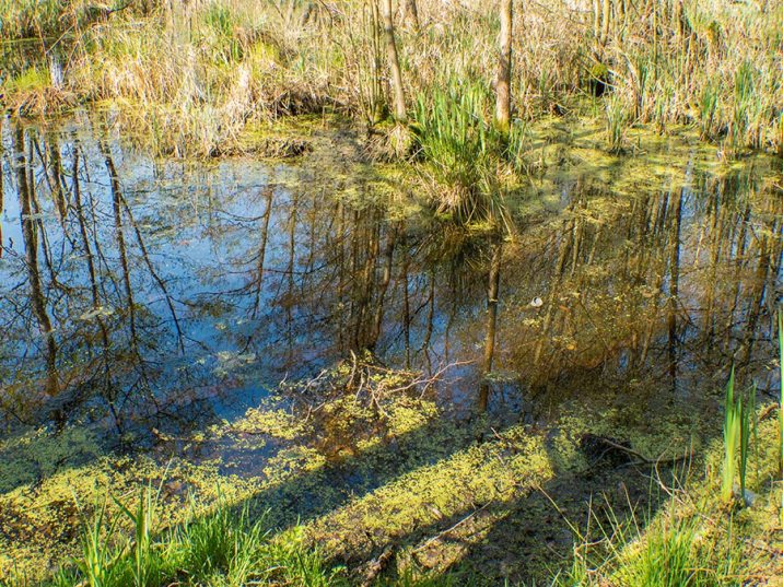 Inselsafari - Wasserspiegelung im Sumpf