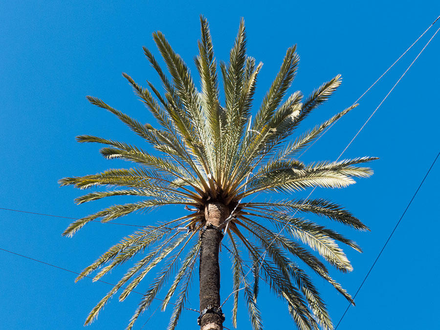 Eine Palme im schönen Kontrast zum blauen Himmel