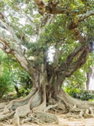 Mammutbaum im Jardim Antonio Borges