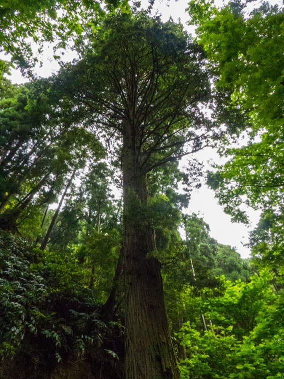 Sao Miguel Mata Jose do Canto Sequoia Baum