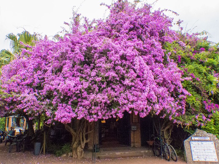 Sao-Miguel-Ananasfarm-Eingang