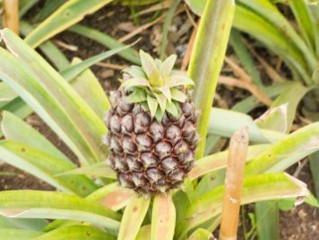 Sao-Miguel-Ananasfarm-reife-Frucht