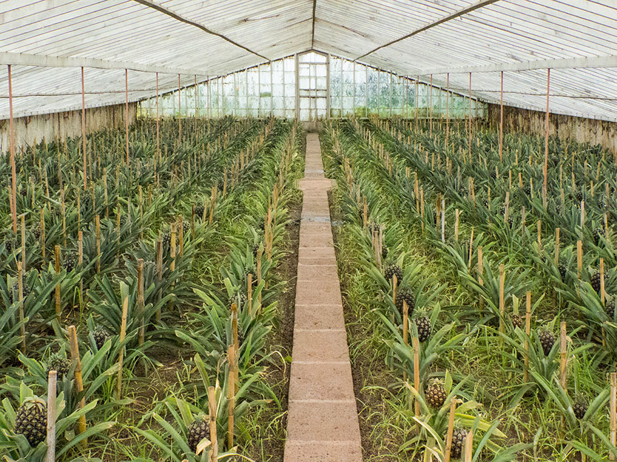 Sao-Miguel-Dr-Augusto-Arruda-Gewaechshaus-Ananas
