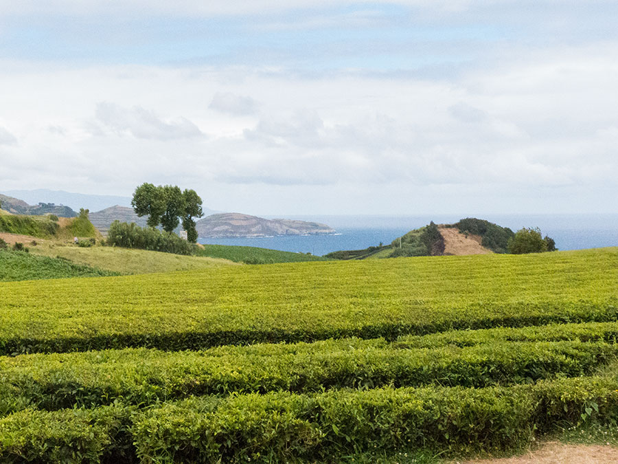 Sao Miguel Gorreana Tea Plantation