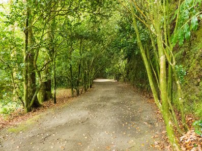 Waldweg Mata Jose do Canto