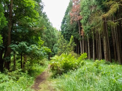 Sao Miguel Mata Jose do Canto Waldweg