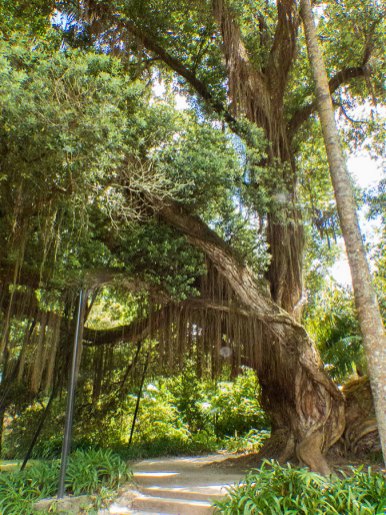 Sao-Miguel-Terra-Nostra-Park-Baum-aus-Neuseeland