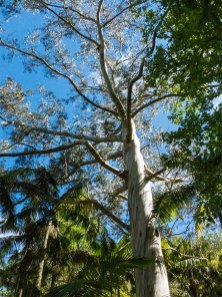 Terra-Nostra-weißer-Baum