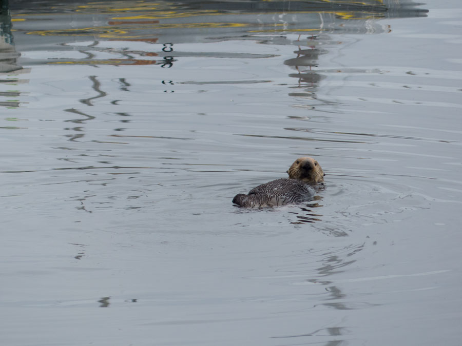 Fotoparade 2 2018 Seeotter