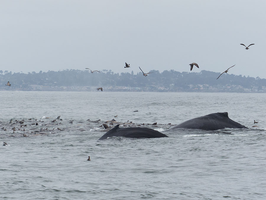 Fotoparade 2 2018 Buckelwale Monterey Bay
