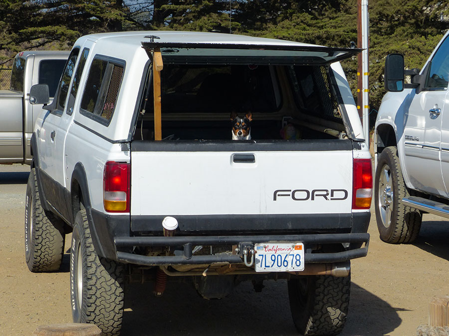 Highway 1 Morro Bay Hund im Auto