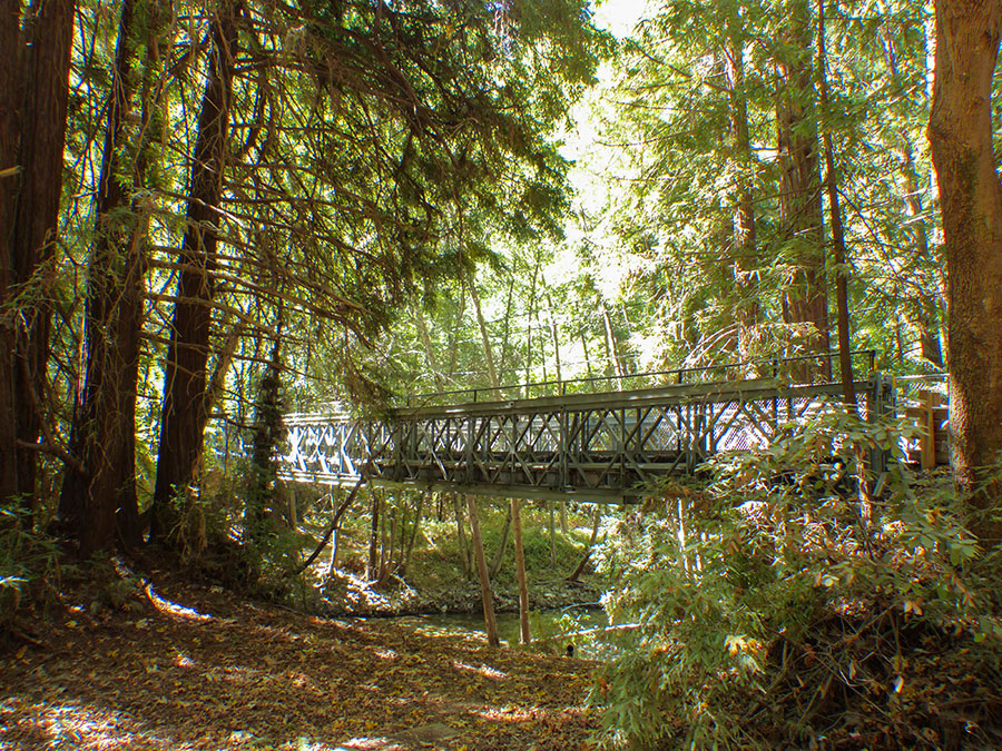 Highway 1 Redwood Forest