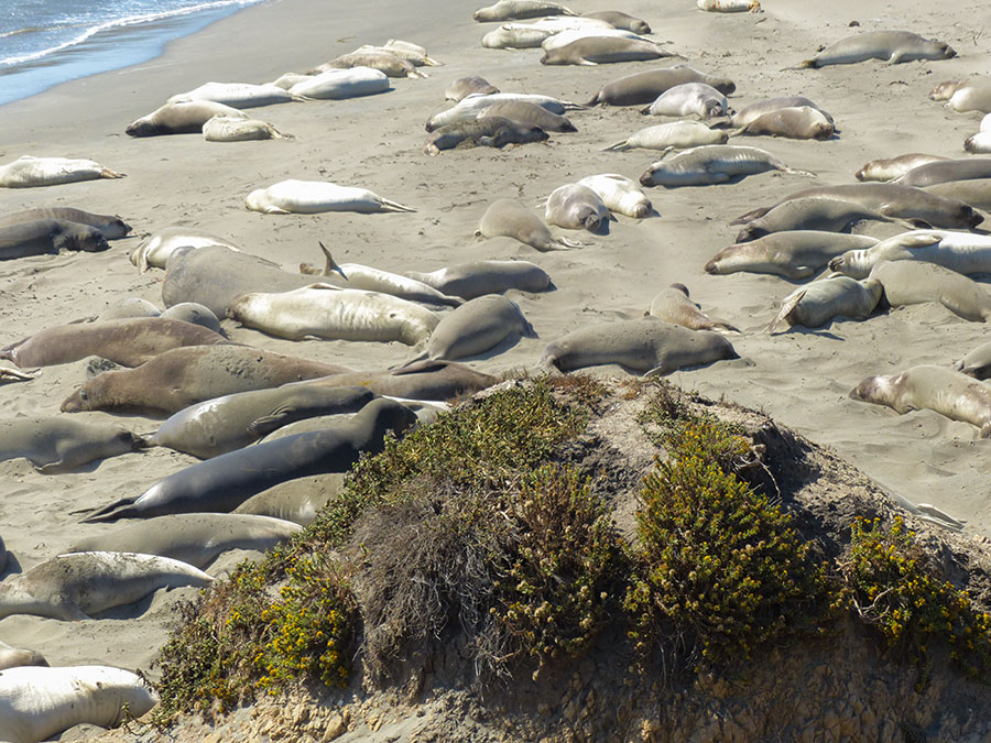 Highway 1 Seal View Point