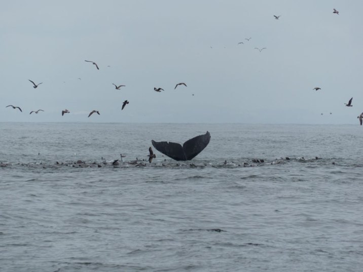 Whale Watching Buckelwalschwanzflosse