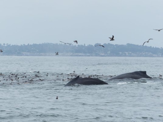 Whale Watching Monterrey großes Fressen