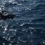 Delfine bei Dana Point, California